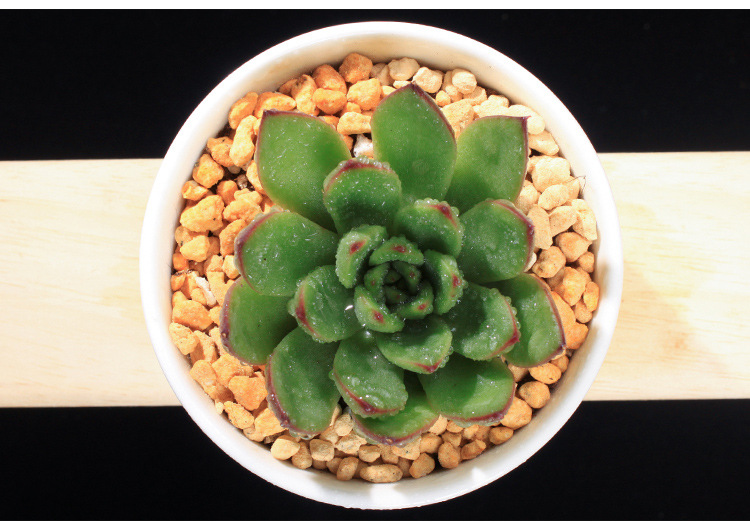 冬云多肉盆栽绿植物双11全球狂欢韩国进口东云乌木杂防辐射盆景