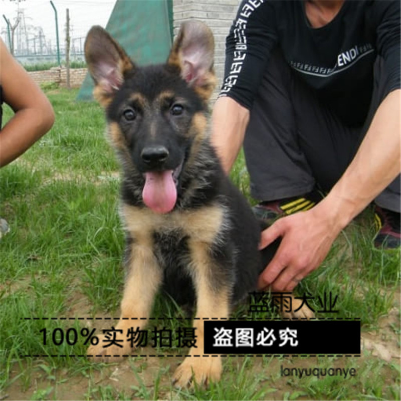 纯种德国牧羊犬德牧活体幼犬狼狗弓背黑背警犬幼犬出售