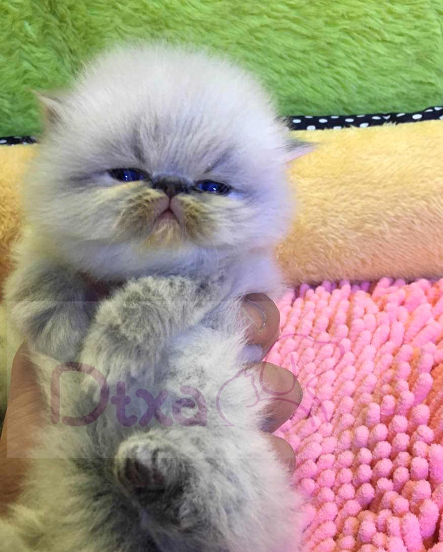 纯种喜马拉雅幼猫宝宝 纯种宠物猫咪 长毛猫 两公一母 品相优