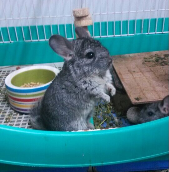 宠爱南京 自家繁殖活体龙猫宠物宝宝弟弟 可视频挑选标灰龙猫