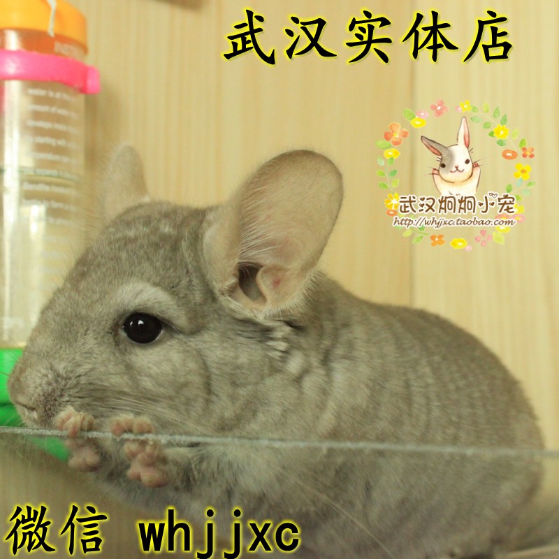 龙猫宝宝活体 米色龙猫DD龙猫宠物 活体龙猫部分地区包邮 预售