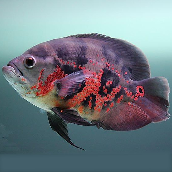 中大型热带鱼观赏鱼淡水鱼黑地图鱼白地图鱼猪仔鱼宠物鱼活体鱼苗