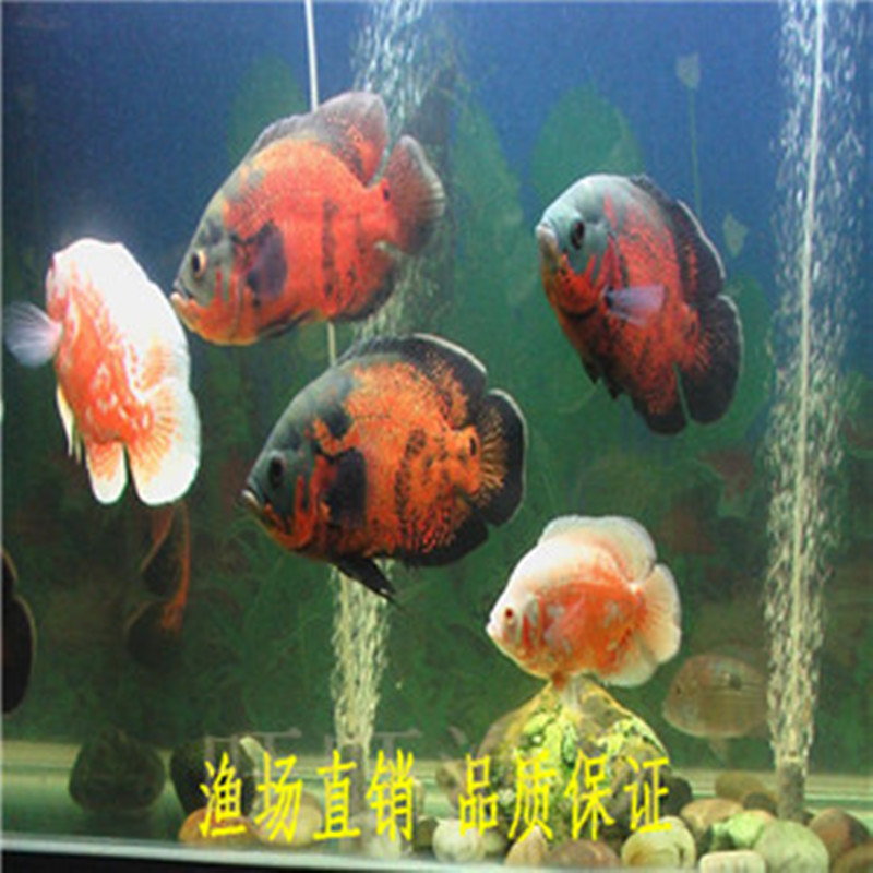 观赏鱼热带鱼活体大型鱼黑地图黄地图鱼白地图猪仔鱼地图鱼苗包活