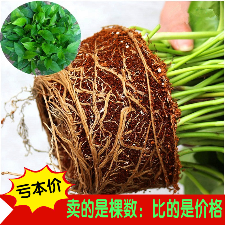 绿萝盆栽  绿植/净化空气/室内必备 大绿萝 /水培绿萝/吸甲醛