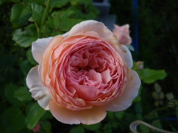 日本月季真宙灌木浓香型  扦插小苗 月季花苗大花浓香 盆栽 玫瑰