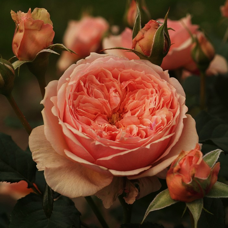 新品进口日本月季花苗 真宙(Masora)盆栽切花大花月季 庭院玫瑰