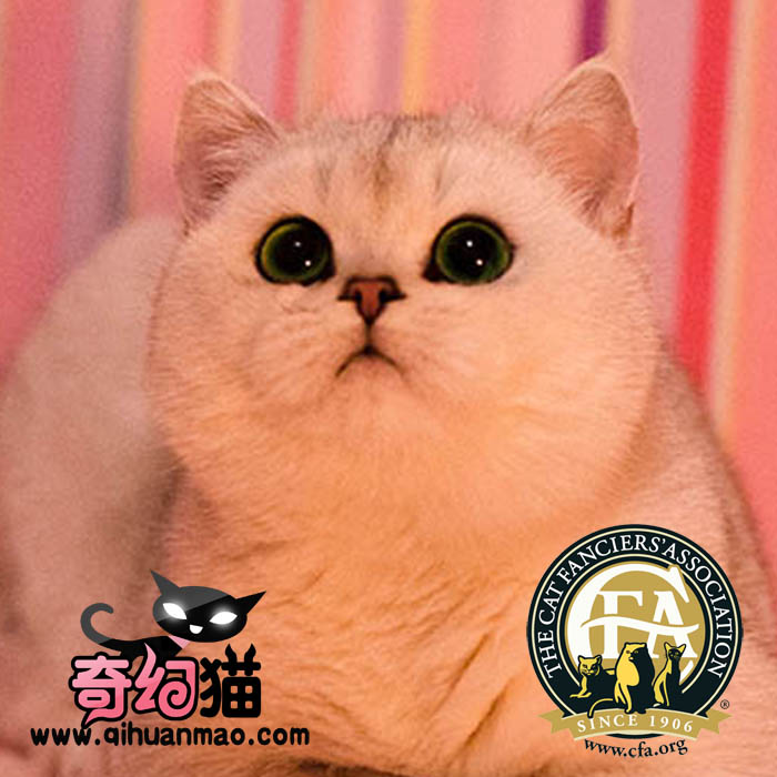 奇幻代购新品 银渐层 英国短毛猫咪宠物 wcf纯种母MM 绿眼毛尖色