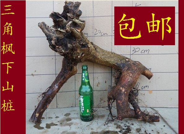 野生三角枫盆景树香枫红枫盆景盆栽老树桩火棘蔷薇紫藤树桩下山桩