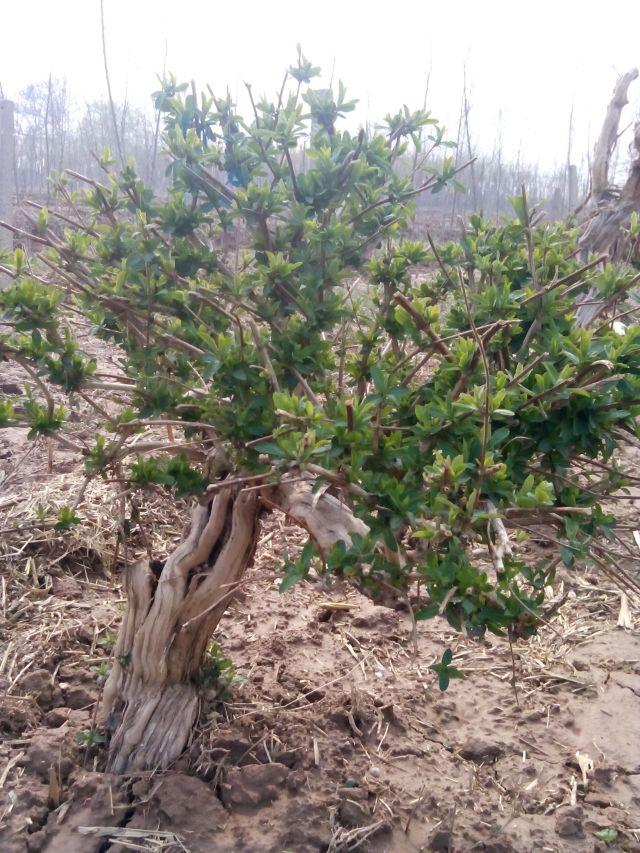 旺杞源  老树桩 当年开花   金银花盆景  地景大树园艺大桩