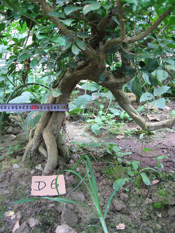 包邮野生九里香盆景老树桩 庭院植物 四季常青 美化风景