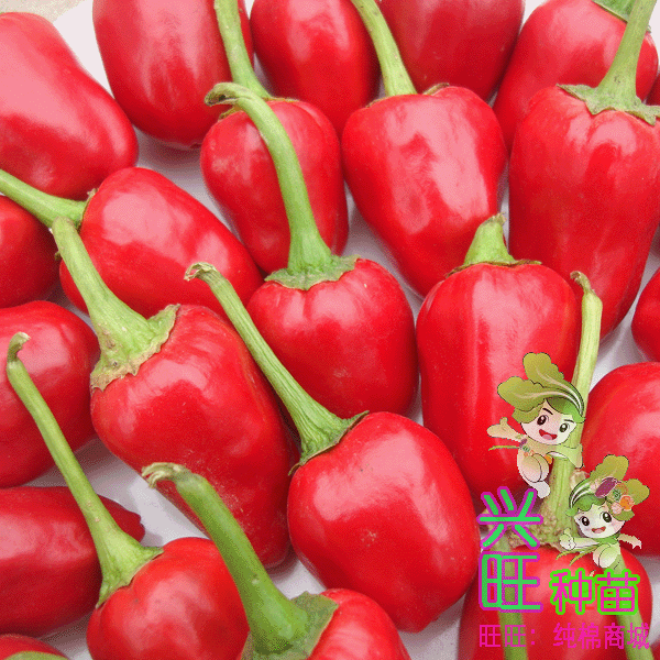 【泡菜腌渍专用椒】樱桃红泡椒种子 红辣椒 辣味浓 晒干椒 做调料