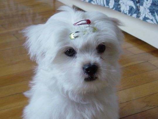 名犬 高贵优雅/马尔济斯/幼犬 个人生的小狗 签健康协议