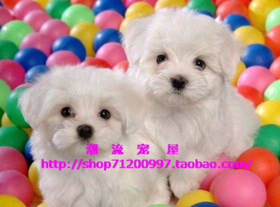 ★上海实体店★万人迷马尔济斯 幼犬 个人生的小狗 来家里挑选~