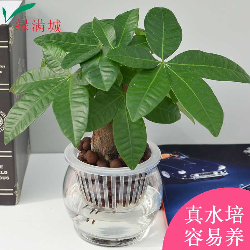办公室内盆栽发财树防辐射净化空气吸甲醛花卉盆景绿植水培植物