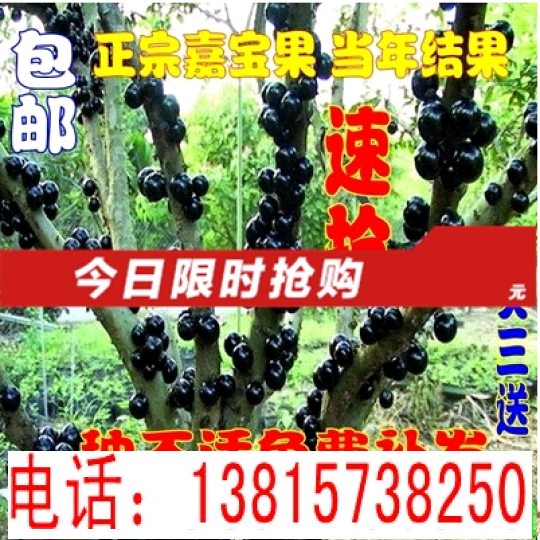 盆栽地栽果树苗 葡萄树苗 树葡萄嘉宝果-果苗 南北方种植当年结果