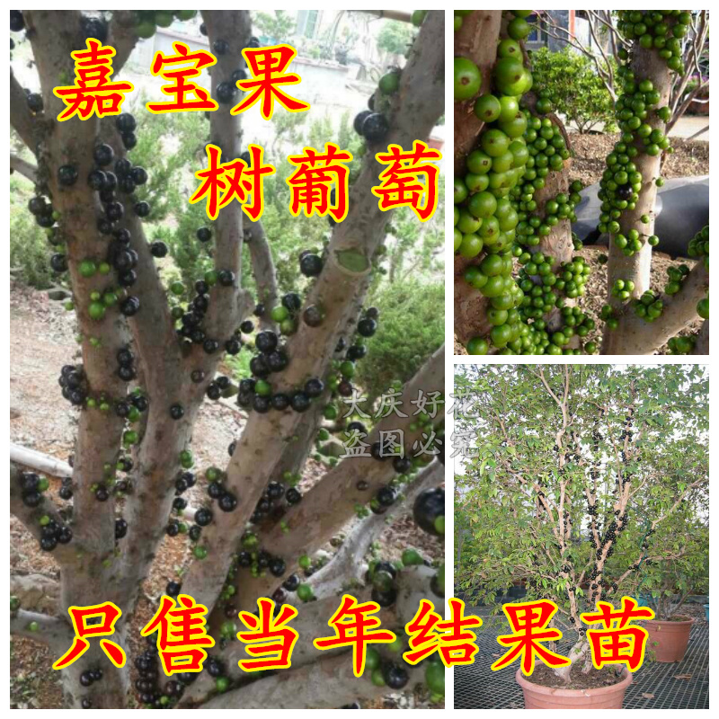 葡萄树苗 树葡萄嘉宝果-果苗 盆栽植物 果树苗木 当年结果 包成活
