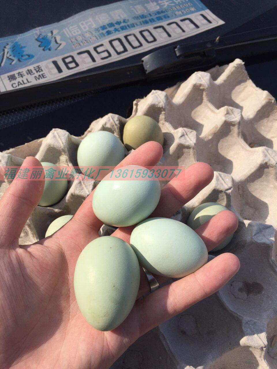 福建浙江江西省五黑一绿乌鸡五黑绿壳蛋鸡种蛋可以孵化小鸡受精蛋