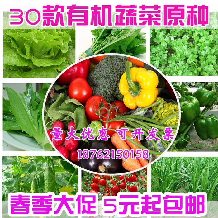 蔬菜种子樱桃番茄香菜籽辣椒黄秋葵草莓香葱黄瓜西瓜香瓜阳台春季
